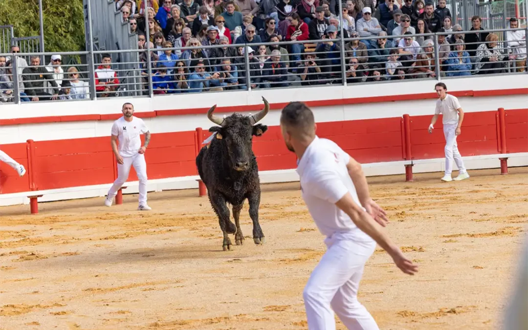 Tournoi taurin