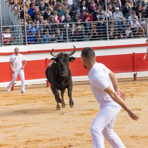 Tournoi taurin